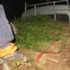 基地直銷大刺小刺皂角樹苗工程綠化苗木造次樹行道樹綠籬