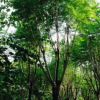 基地供應福建藍花楹樹苗 綠化工程苗木藍花楹風景樹 規格齊全