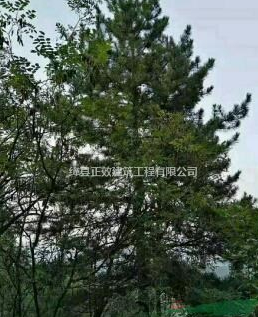 精品油松供應(yīng)