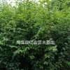 兩年生陜西小葉女貞種植基地實拍 周至小葉女貞營養缽苗大量直銷