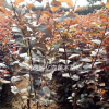 兩年生叢生陜西紅葉李特價批發 營養缽精品周至紅葉李大量直銷