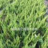 三年生陜西龍柏種植批發基地 優質營養缽周至龍柏大量直銷