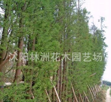 江蘇苗木基地供應(yīng)落羽杉綠化小苗 工程綠化苗木