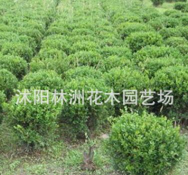 供應(yīng)小葉黃楊苗 小葉黃楊苗銷售 灌叢綠化綠籬色塊苗