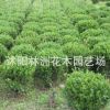 供應(yīng)小葉黃楊苗 小葉黃楊苗銷售 灌叢綠化綠籬色塊苗