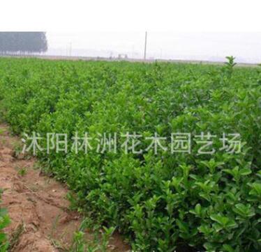 低價供應(yīng)優(yōu)質(zhì)衛(wèi)矛 膠東衛(wèi)矛 衛(wèi)矛苗 蘇北衛(wèi)矛基地直銷
