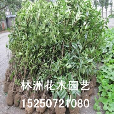供應(yīng)園林綠化苗木 法國冬青 珊瑚樹 法國冬青小苗冬青球