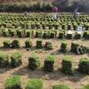 草坪湖南綠化工程專用 基地直銷護(hù)坡植物 護(hù)坡帶土草皮