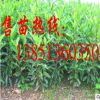批發法國冬青苗 大規格法國冬青樹苗 法青苗 珊瑚樹苗