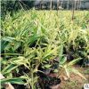 批發苗圃 花葉蓮焦 庭院小區綠化苗木 綠化苗木園林植物苗木