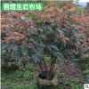 苗圃批發庭院小區綠化苗木紅繡球花 盆栽植物繡球苗 觀賞花卉植物
