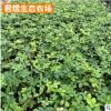 供應花生騰苗木 田里種綠化花生藤苗 遍地黃金 庭院市政公園綠化