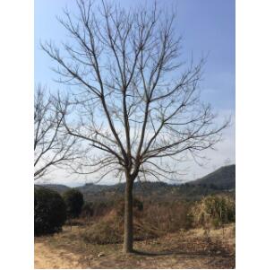 染井吉野（早櫻）