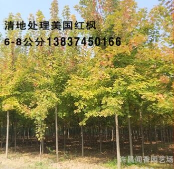 批發(fā)美國(guó)紅楓 美國(guó)紅楓價(jià)格 秋火焰樹苗