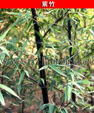 紫竹、花桿早園竹、方竹、錦竹(白紋陰陽(yáng)竹)