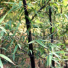 紫竹、花桿早園竹、方竹、錦竹(白紋陰陽竹)