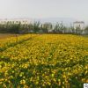 萱草苗基地批發(fā)綠化苗木色塊綠籬行道點(diǎn)綴四季常青量大從優(yōu)萱草苗