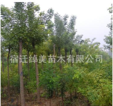 白蠟樹苗工程綠化苗木直銷色塊綠籬庭院種植四季常青量大從優白蠟
