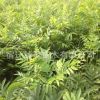 無患子樹苗園林綠化苗木色塊綠籬行道點(diǎn)綴四季常青量大從優(yōu)無患子