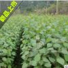 連香小苗供應(yīng) 連香 連香樹 產(chǎn)地直銷園林景觀樹連香樹小苗