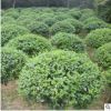 欏木石楠 石楠小苗 石楠球等花卉綠化苗木