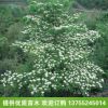 優(yōu)質(zhì)燈臺(tái)樹樹苗 花木花卉綠化小苗 花卉植物 工程綠化苗木