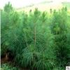 濕地松樹苗 綠化工程苗木規(guī)格齊全