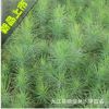 批發(fā)正宗馬尾松小苗 馬尾松樹苗 吸毒殺菌 工程綠化園林
