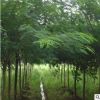 綠化工程苗木基地大量現(xiàn)貨 優(yōu)質(zhì)合歡樹 金合歡