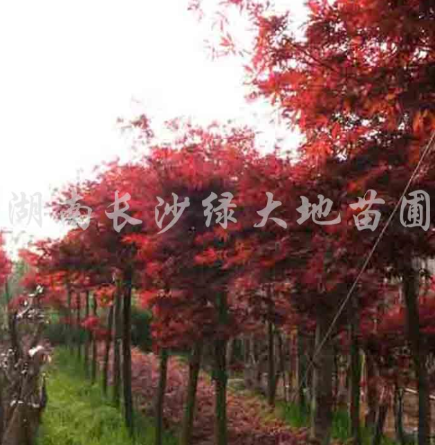 紅楓