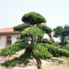 羅漢松