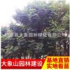 批發(fā)優(yōu)質(zhì)欒樹(shù) 園林綠化工程苗 移栽苗