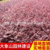 優(yōu)質(zhì)紅花繼木球 批發(fā) 球形飽滿(mǎn) 貨源充足 紅花繼木球苗批發(fā)