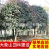 供應(yīng)精品桂花大樹(shù) 園林綠化苗木桂花樹(shù) 桂花樹(shù)