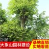 產(chǎn)地供應(yīng)園林綠化樹(shù)苗 批發(fā)綠化用樹(shù) 落葉性樸樹(shù)風(fēng)景樹(shù)