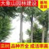 欒樹(shù) 苗圃基地 園林工程造型綠化欒樹(shù)