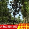 批發(fā)供應(yīng)廣玉蘭 湖南落葉喬木景觀樹(shù)玉蘭