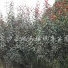 紅葉李