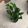金錢樹盆栽綠植花卉觀賞植物觀葉植物美化環境凈化空氣
