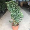 基地直銷福祿桐錢多多金錢兜老樁造型盆栽植物花卉批發