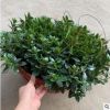 室內桌面花卉360#金魚花盆栽觀花植物凈化空氣去甲醛
