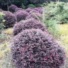 四川成都供應紅繼木 紅花繼木球 紅繼木球