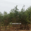 浙江[產(chǎn)品]/浙江中山杉出售價格/報價