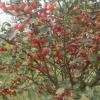 苗木供應(yīng) 冬紅果 喬松 皂角 丁香