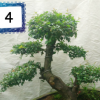 雀梅樹樁盆景 辦公桌室內植物凈化空氣 盆栽批發實物老盆熱銷