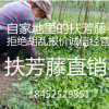 批發爬藤植物衛矛 小葉扶芳藤 扶芳藤小苗 四季長青 綠化苗木