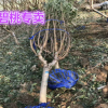 碧桃專賣 4-8公分樹形優美 無偏冠 7倍土球桿直 紫葉青葉 品種全
