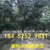 重陽木基地 15-18公分樹形優美 重陽木價格報價 重陽木產地