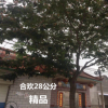 合歡直銷 合歡樹6-15-28公分 樹形優美 合歡樹又名絨花樹，馬纓花