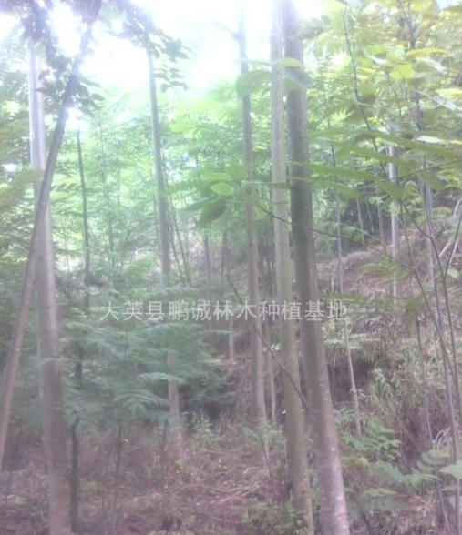 成都臭椿樸樹基地